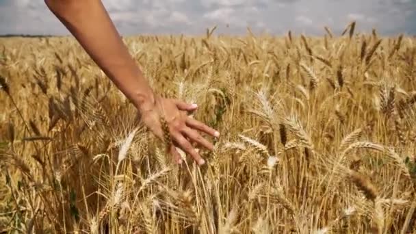 Hand går igenom säden i slow motion — Stockvideo