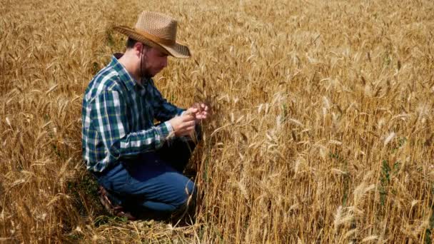 彼の穀物農園を分析する幸せな農夫 — ストック動画