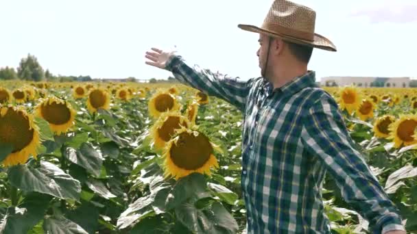 Šťastný farmář zobrazující slunečnicový plantáž — Stock video