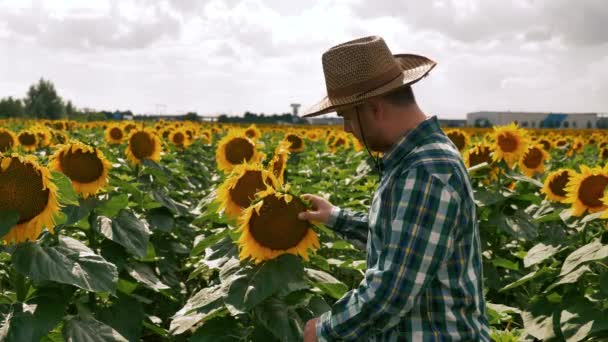 Thumb up Happy Farmer zetten zijn hoed op de zonnebloem — Stockvideo