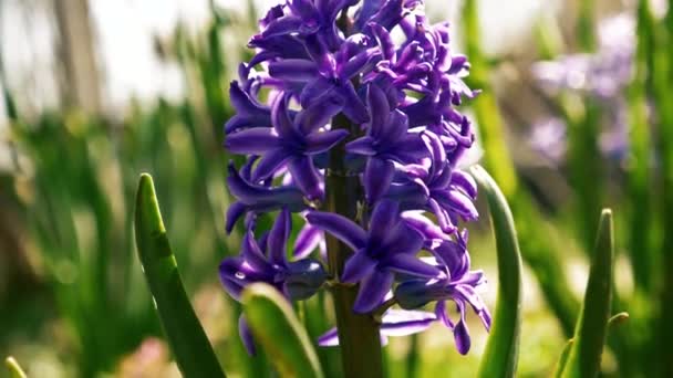 Hyacinthe en gros plan 