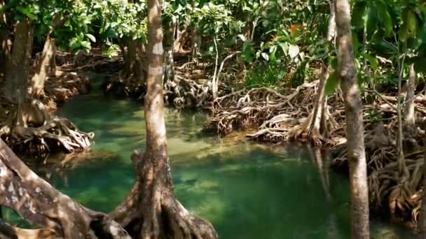 Folyó megy keresztül Mangrove erdőben — Stock videók