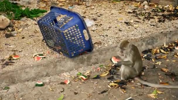 Macaco comendo melancia de cesta de lixo — Vídeo de Stock