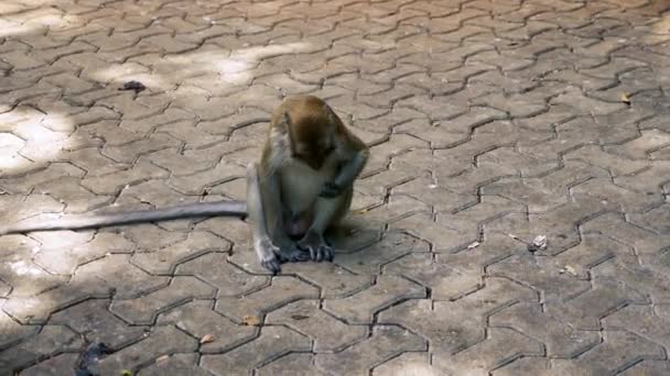 Monkey zoeken voedsel op de Walking Street — Stockvideo