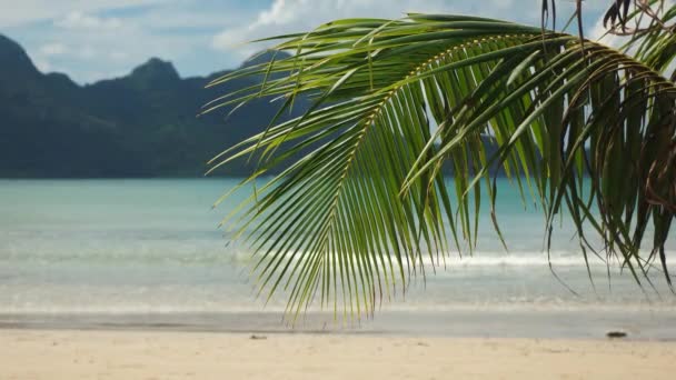 Feuille de palmier sur une plage tropicale avec la mer derrière — Video