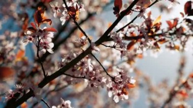 Bahar çiçekler dolu güneş pembe çiçek açan ağaç