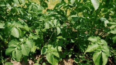 Çiçek ile patates bitki yakın yukarı