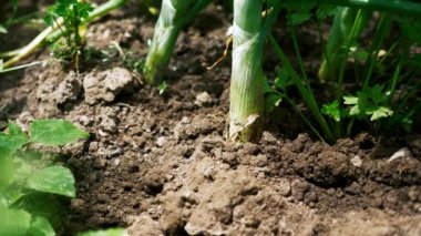 Bitki toprakından yeşil bir soğan çekerek