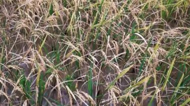 Pirinç tarlası yakın yukarı