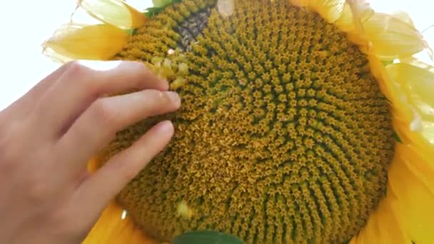 Pelando el girasol para ver las semillas — Vídeo de stock