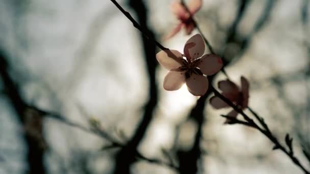 Güneşin içinde Bloom çiçek pembe bahar ağacı — Stok video