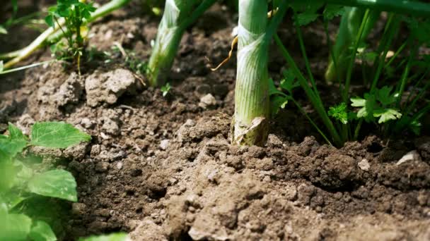 Pulling out a green onion from the crop soil — Stock Video