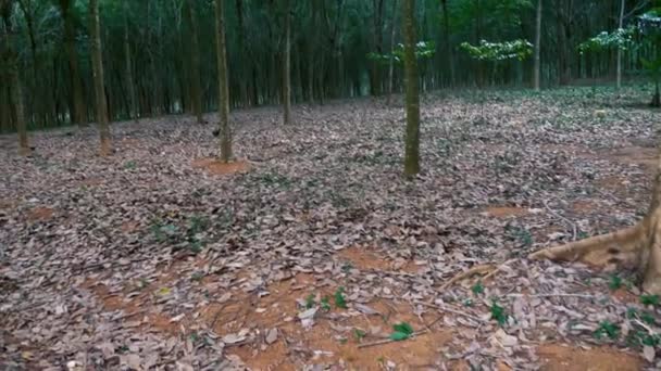 Plantação de árvores de borracha — Vídeo de Stock