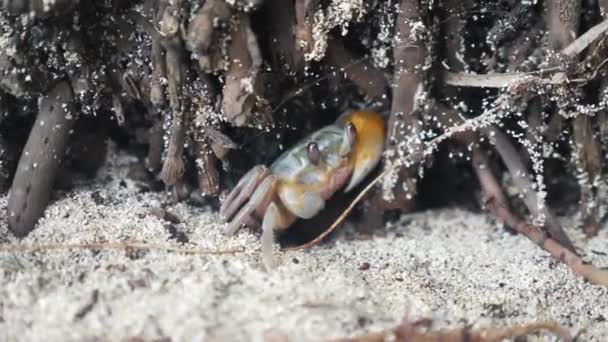 Cangrejo marino escondido entre manglares — Vídeo de stock