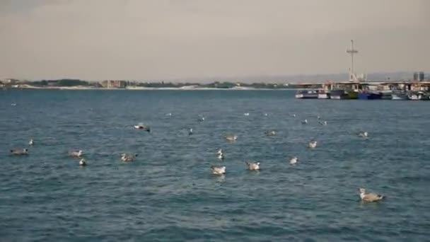 Möwen auf dem Wasser in Hafennähe — Stockvideo
