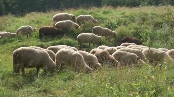 Ovejas comiendo hierba — Vídeo de stock