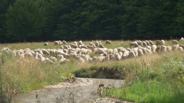 Πρόβατα κοντά στο δάσος του ποταμού στο βουνό — Αρχείο Βίντεο