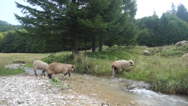 Ovejas saltando sobre el pequeño río en cámara lenta — Vídeo de stock