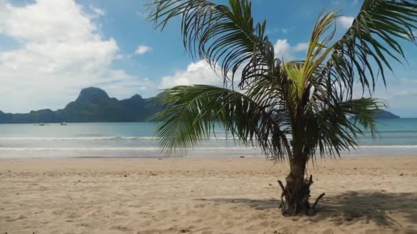 Filipinler 'de güzel bir tropikal plajda küçük palmiye ağacı — Stok video