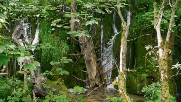 Small waterfalls between dead wood and green moss in slow motion — Stock Video