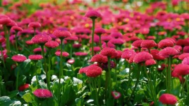 Bahar çiçekler derleme paketi