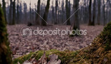 Yeşil Moss yakın yukarı ile erken bahar ormanı