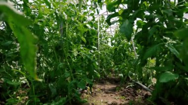 Solaryumda domates kırpma