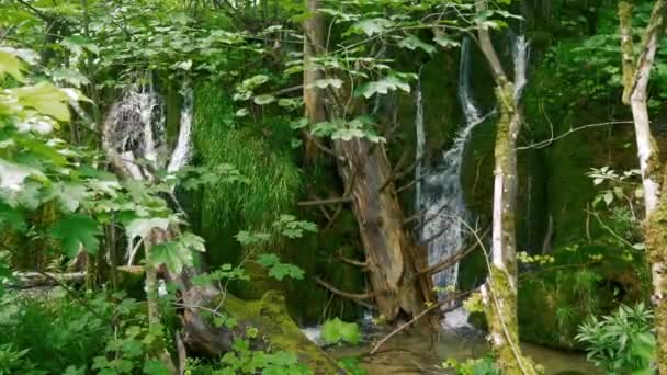 Malé vodopády mezi mrtvým dřevem a zeleným mechem — Stock video