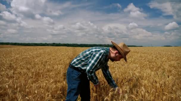 Polegar até agricultor feliz verificando plantação de grãos — Vídeo de Stock