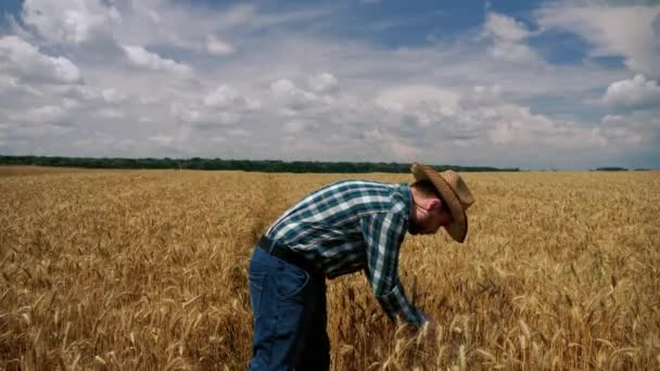 Pulgar hacia arriba agricultor feliz comprobar la plantación de trigo — Vídeo de stock