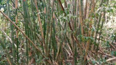 Bambu ormanı