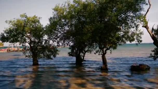 Árboles en el agua del mar cuando la marea está alta — Vídeo de stock