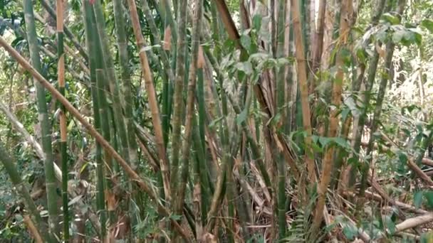 Bambusové lesy — Stock video