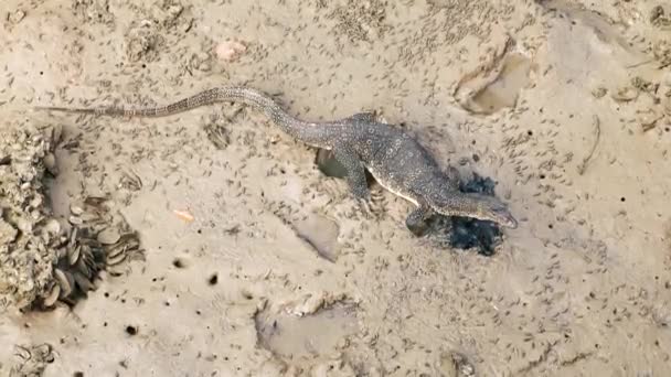 Grand lézard varan marchant sur la boue de la rivière — Video