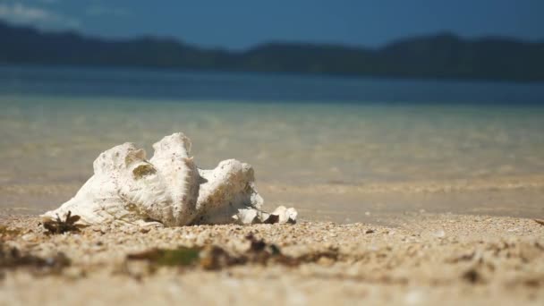 Bardzo duża Muszla morska w wodzie na tropikalnej plaży na Filipinach — Wideo stockowe