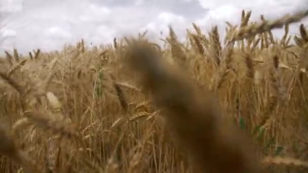 Marcher dans la plantation de céréales gros plan — Video