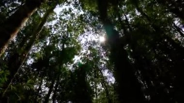 Tropikal bir ormanda yürüyüş