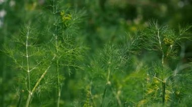 Rüzgar, dereotu tarlası içine esen yakın