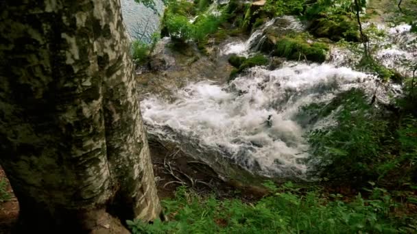 Waterfall near big tree in slow motion — Stock Video