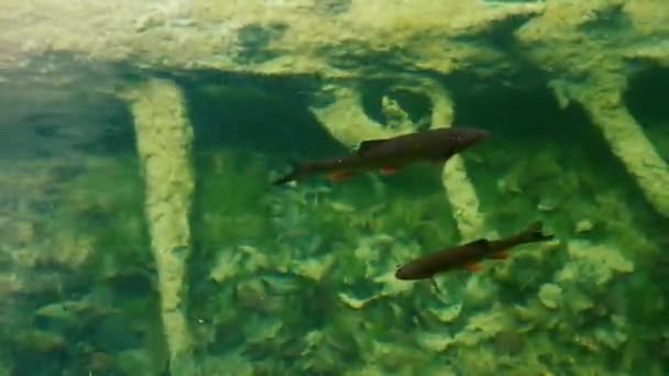 Vis eten in een kristalhelder water — Stockvideo