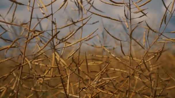 Viento soplando en la canola lista para cosechar — Vídeos de Stock