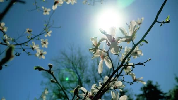Цветущее белое дерево магнолии с цветами — стоковое видео