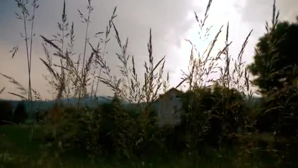 Viento soplando en la hierba al atardecer — Vídeo de stock