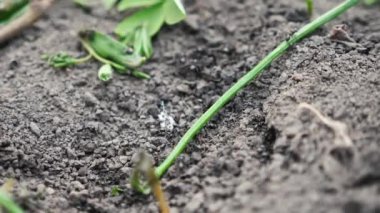 Siyah karıncalar yerde.