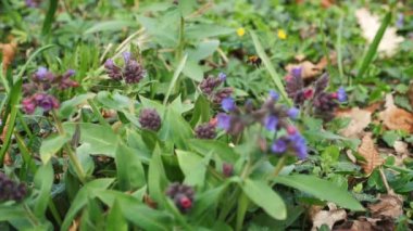 Bumblebee çiçekler arasında yavaş hareket uçan