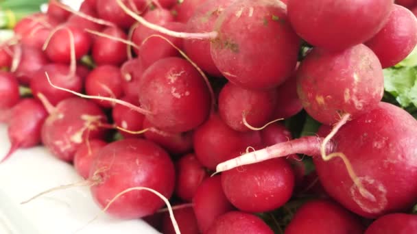 Einen Haufen frischen Bio-Rettich aus nächster Nähe — Stockvideo