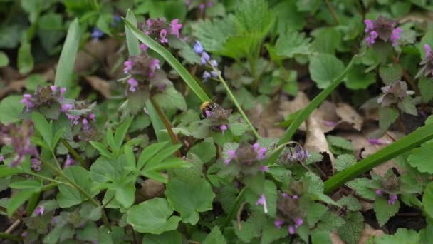 Humlor flyger från en blomma till en annan i slow motion — Stockvideo