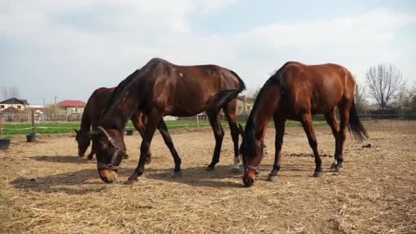 Caballos comiendo en el campo — Vídeo de stock