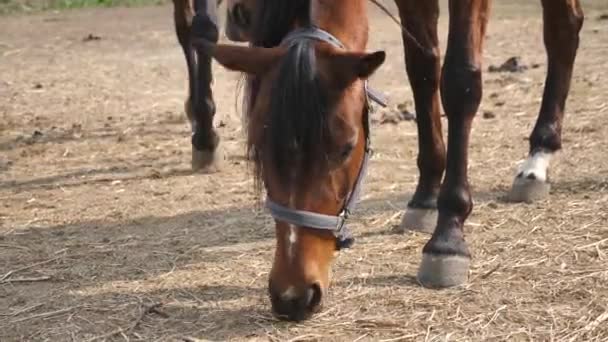 Häst ätande på marken — Stockvideo