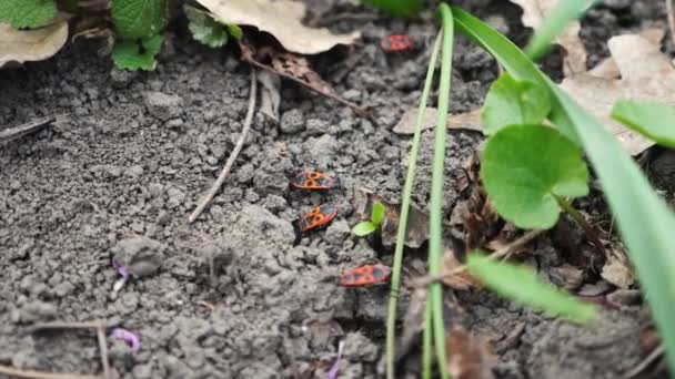 Oranje bugs op de grond lopen op de bodem — Stockvideo